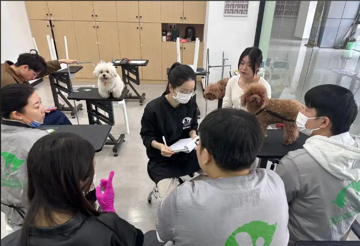 揭阳市宠物美容宠物美容培训学校 - 方案